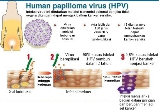 transmisi virus HPV