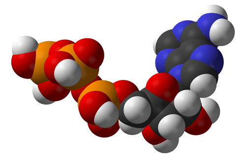 metabolisme