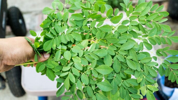 manfaat daun kelor manfaat daun kelor