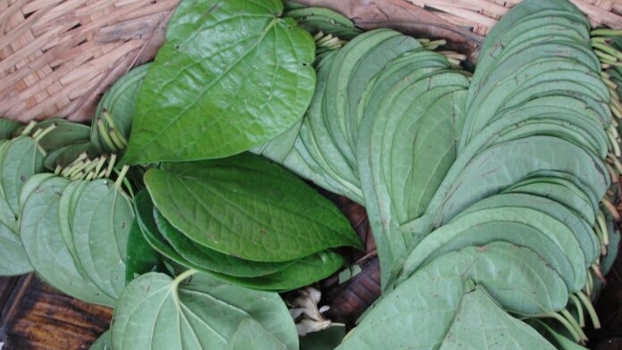 manfaat daun sirih manfaat daun sirih