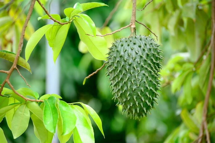 manfaat daun sirsak manfaat daun sirsak