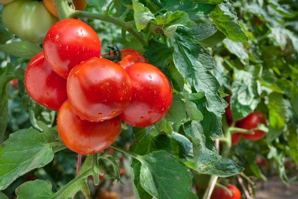 khasiat tomat