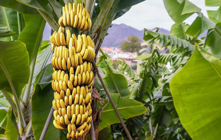 khasiat dan manfaat pisang