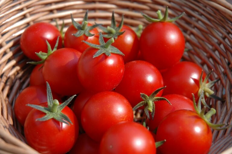 khasiat dan manfaat tomat