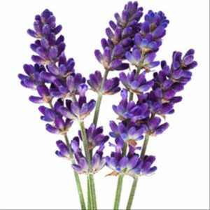 Bibit bunga Lavender